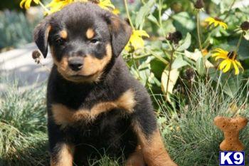 Sarah - Rottweiler Female